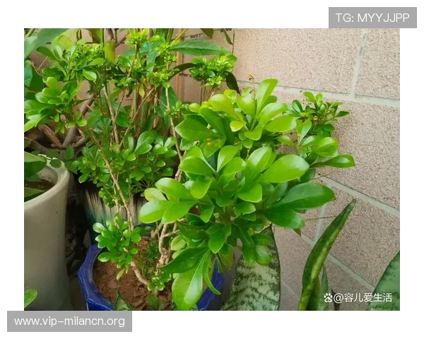 米兰开花为什么没有香味?从植物生长环境角度全面分析 米兰开花为什么没有香味?从植物生长环境角度全面分析